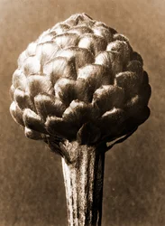 Cynara cardunculus 1929